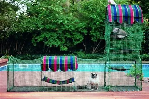 deux chats dans un catio au bord de la piscine