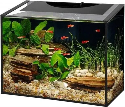 Aqueon-Ascent-10-Gallon-Aquarium-Frameless-Kit-e1549656454441