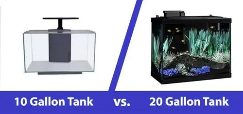 10 gallon vs 20 gallon vistenk: die belangrikste verskille (met foto's)