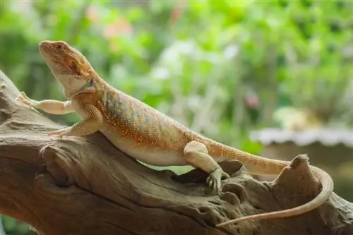 Naga berjanggut belimbing