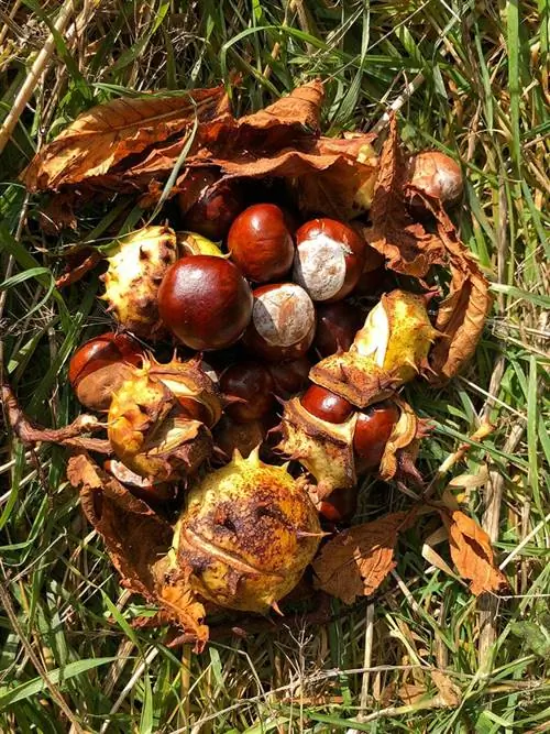 conkers στο γρασίδι