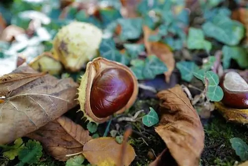 Min hund spiste en conker: Dyrlægegodkendte fakta & Sikkerhedsvejledning