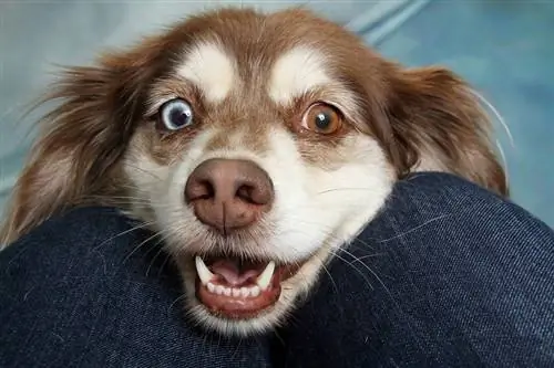 raros ojos de perro hermosos