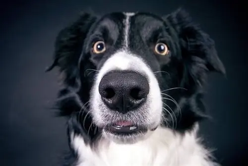 Que sont les yeux de baleine de chien ? Faits examinés par le vétérinaire & FAQ