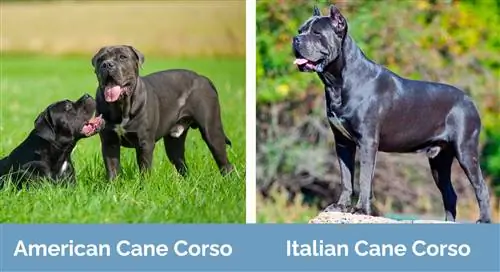 American vs italià cane corso costat a costat