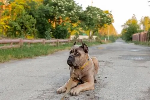 Cane Corso Formentino