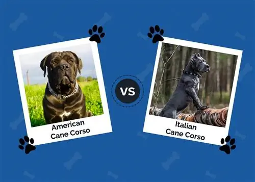 Amerikāņu vs itāļu Cane Corso - izskaidrotas galvenās atšķirības (ar attēliem)