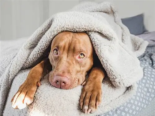 mbwa wa pitbull aliyefunikwa na blanketi