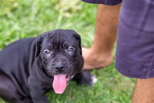 cachorro pitbull sentado al aire libre con el dueño