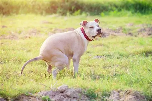 Cum să dresezi un pitbull la olita (12 sfaturi de experți)