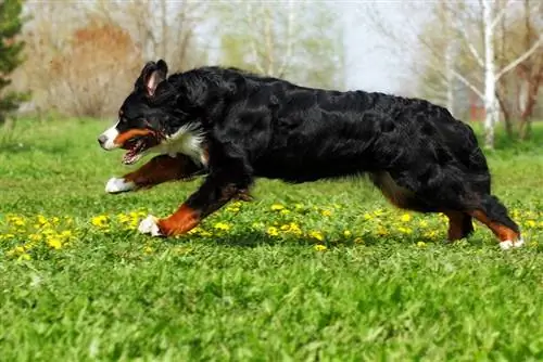 bernese mountain dog na tumatakbo sa labas