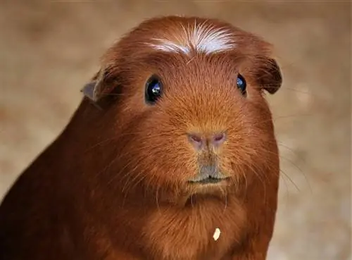 cavia crestata bianca