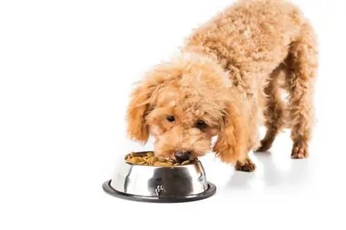 Filhote de poodle comendo ração_thamKC_shutterstock