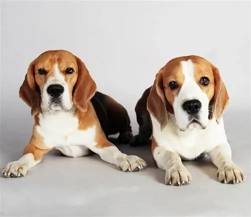 mga beagles