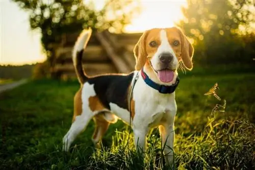 Chati ya Ukuaji wa Beagle & (Pamoja na Picha za Hatua ya Ukuaji)