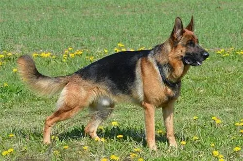 helling-gesteunde Duitse herder die zich op gras bevindt