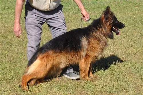 helling-back Duitse herder met zijn eigenaar