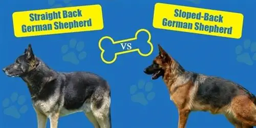 Straight vs. Sloped-Back German Shepherds: อะไรคือความแตกต่าง? (พร้อมรูปภาพ)