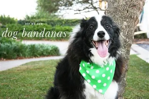 No-Sew Dog Bandana – Pretty Fluffy