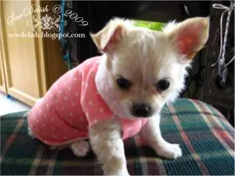 Sweater Tanpa Jahit untuk Anjing Kecil dan Anak Anjing – SewDelish