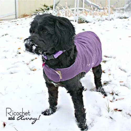 DIY Dog Coat – Ricochet & Away