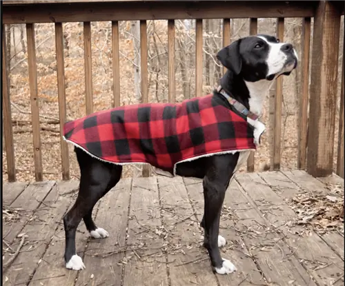 Accogliente cappotto per cani personalizzato - Completamente