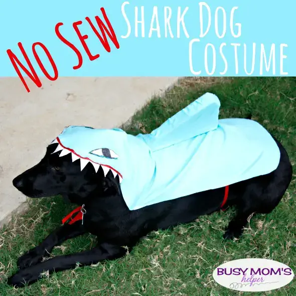 No-Sew Shark Dog Costume – Travel Mom’s Helper