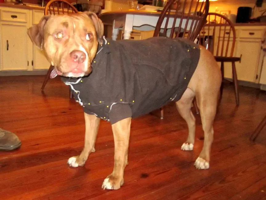 Cappotto Carhartt canino