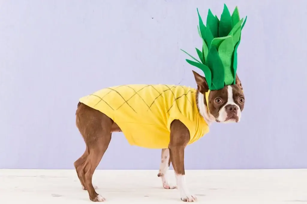 Costume da cane ananas fai-da-te - it.inspirationclassic.com