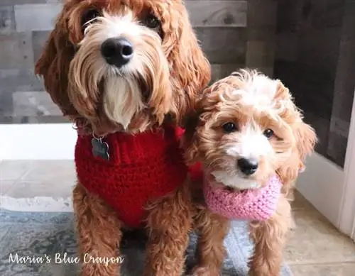 Maglione per cani di base all'uncinetto - Pastello blu di Maria