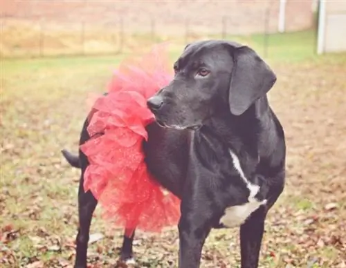 DIY Diva Doggie Tutu - Blacksburg Belle