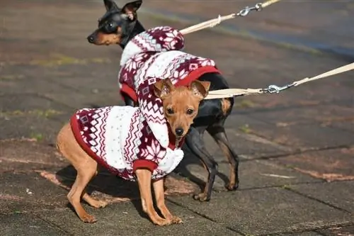 18 DIY-Hundekleidung & Muster, die Sie heute machen können (mit Bildern)