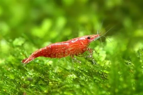 pulang cherry shrimp