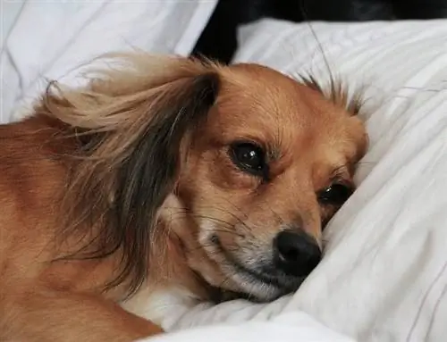 Perro enfermo en la almohada