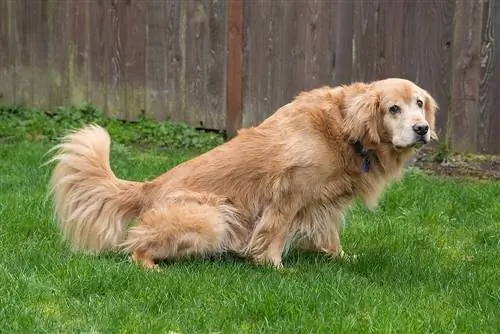 Golden Retriever Kutya pisil az udvaron