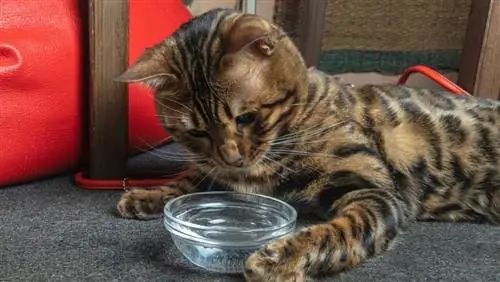 chat bengal jouant de l'eau dans le bol