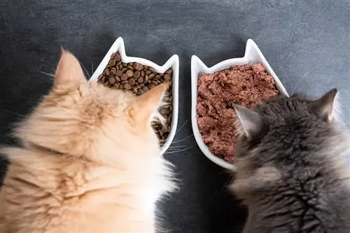 Vue de dessus de deux chats mangeant des aliments humides et secs pour animaux de compagnie à partir d'un plat d'alimentation en céramique