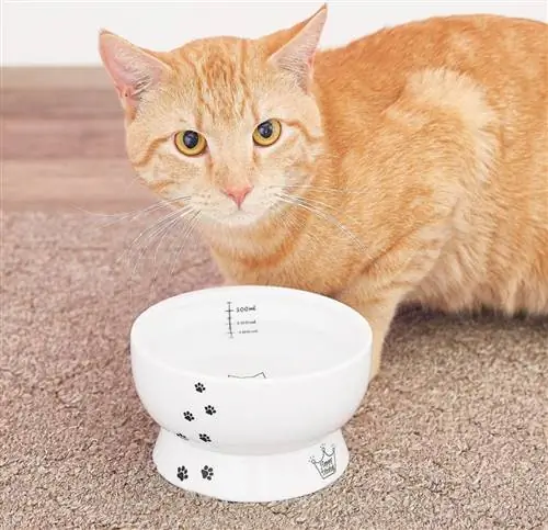 kucing oranye dan Necoichi Ceramic Elevated Cat Water Bowl