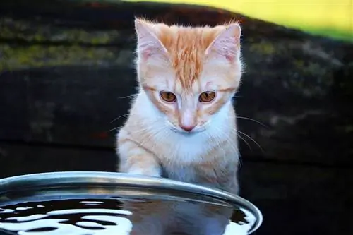 gatto spaventato dall'acqua