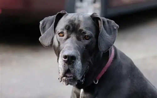 malapitan ang isang itim na great dane na bahagyang nakabuka ang bibig at naglalaway