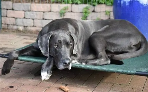 en svart grand danois som ligger på en hundeseng