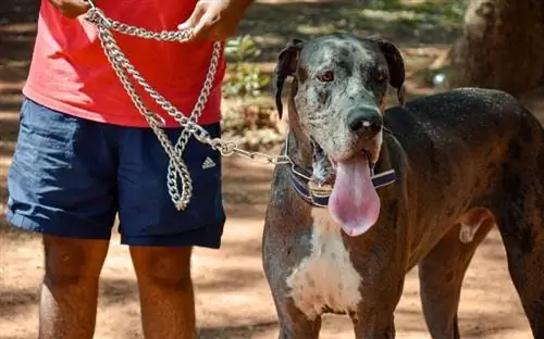 dogue alemão com a língua de fora