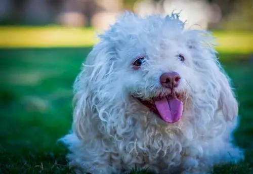 Poodle mainan putih duduk di rumput