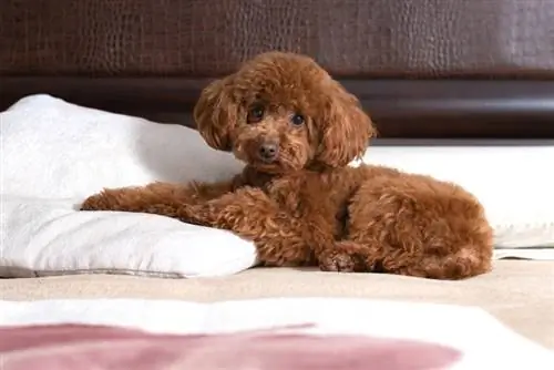 Masalah Kesihatan Toy Poodle: 7 Kebimbangan yang Perlu Diperhatikan