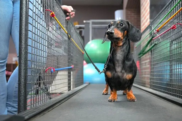 Använd ditt löpband för att träna din hund