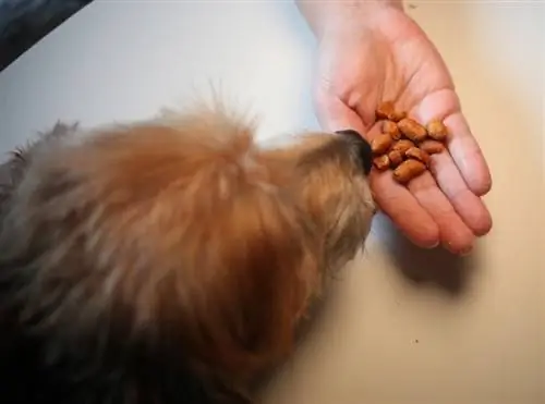 Kamay na may hawak na mani para sa dog_stock-boris_shutterstock