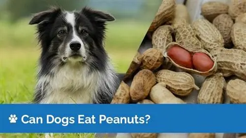 Bolehkah Anjing Makan Kacang? Adakah Kacang Selamat untuk Anjing?