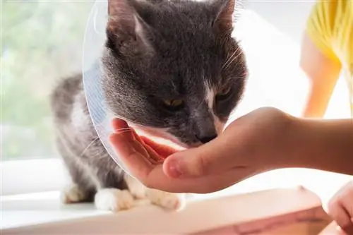 Een kat met de hand voeden met kegel