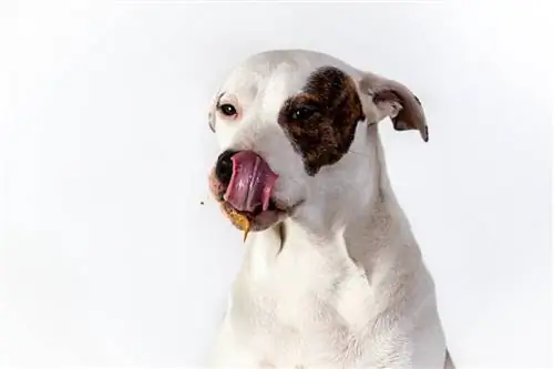 cane che mangia burro di arachidi