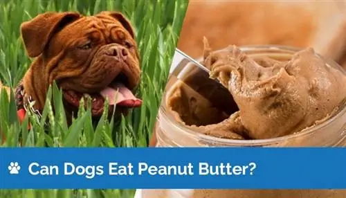 Maaari Bang Kumain ang Mga Aso ng Peanut Butter? Anong kailangan mong malaman